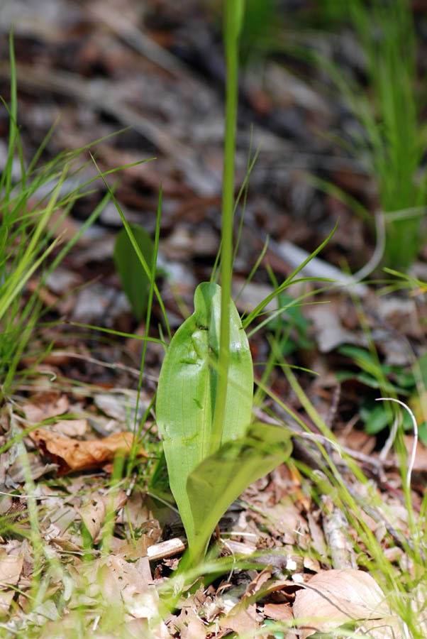 Orchidea bianca da id.